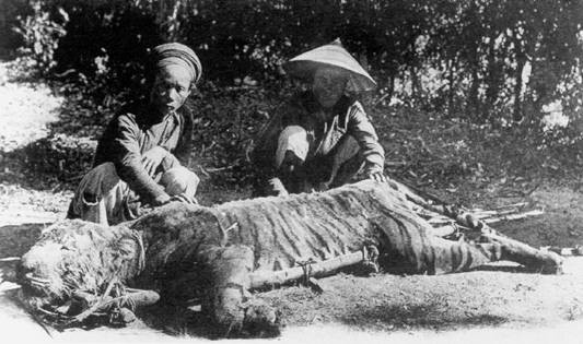 Picture 1 of Legend of the tiger tiger U Minh