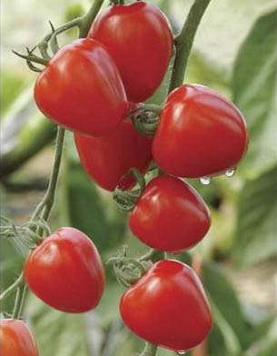 Picture 1 of Lemon flavored tomato