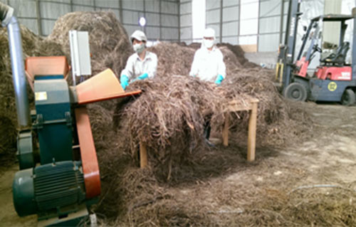 Picture 3 of Lemongrass collection technology for the first time in Vietnam by 65-year-old scientist