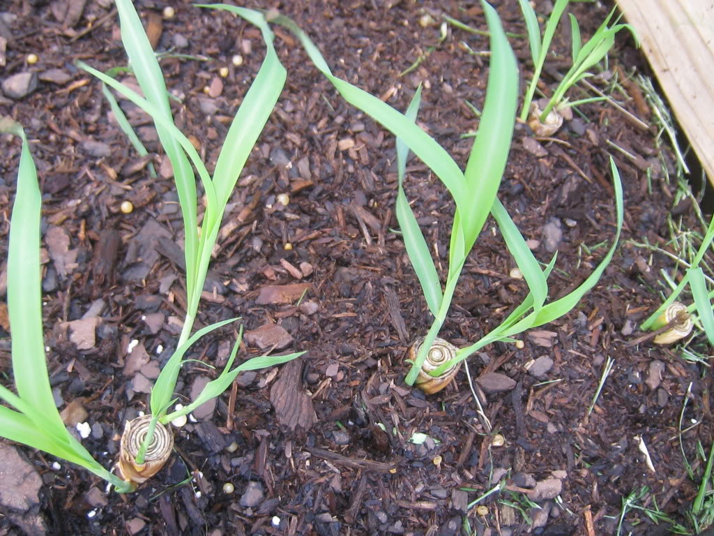 Picture 4 of Lemongrass planting techniques are convenient for every home