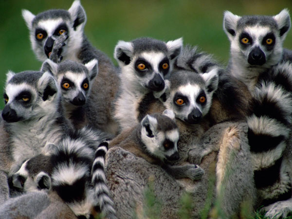 Picture 1 of Lemurs face the highest risk of extinction