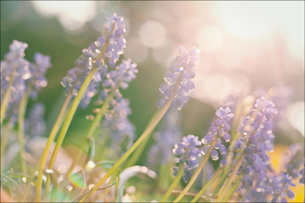 Picture 14 of Lens Flare images create interesting lighting effects