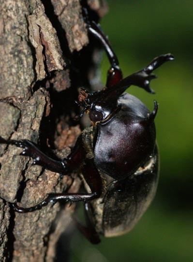 Picture 3 of Lessons from insect masters