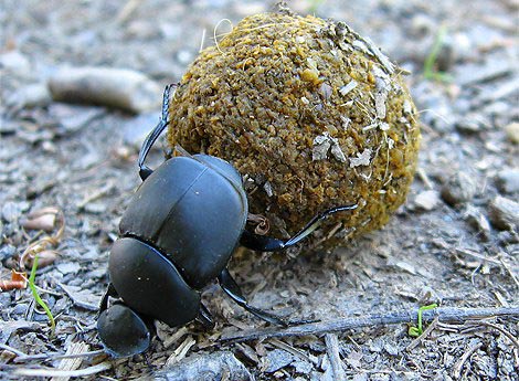 Picture 4 of Lessons from insect masters