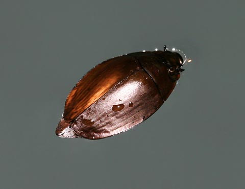 Picture 5 of Lessons from insect masters