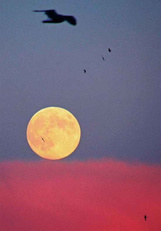 Picture 14 of Let's admire the image of the last super moon of the year