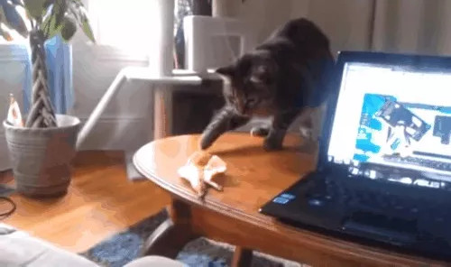 Picture 3 of Li explained the phenomenon of cat fear ... cucumber is causing fever