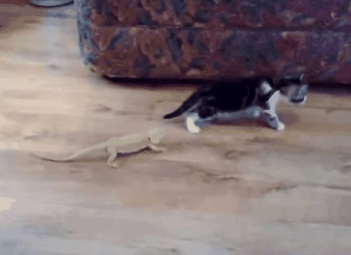 Picture 4 of Li explained the phenomenon of cat fear ... cucumber is causing fever