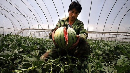Picture 2 of Li explained the phenomenon of watermelon suddenly exploded