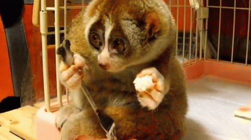 Picture 1 of Lies are real creatures, but people are making them miserable