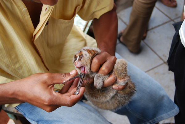 Picture 4 of Lies are real creatures, but people are making them miserable