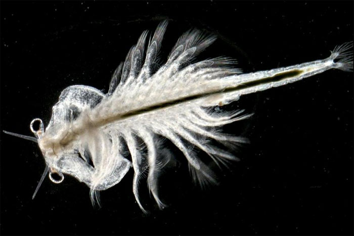 Picture 2 of Life animals 10,000 years, though