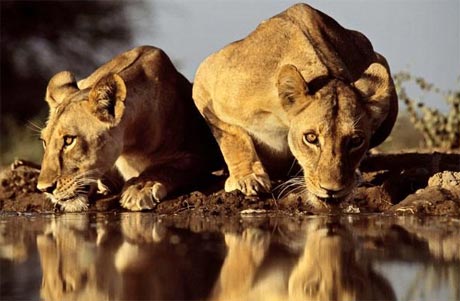 Picture 10 of Life in puddles