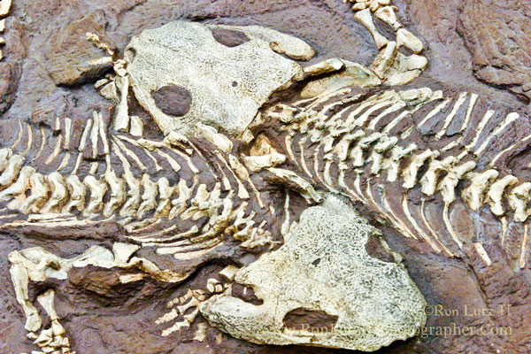 Picture 2 of Life of 250 million years was wiped out by volcanoes