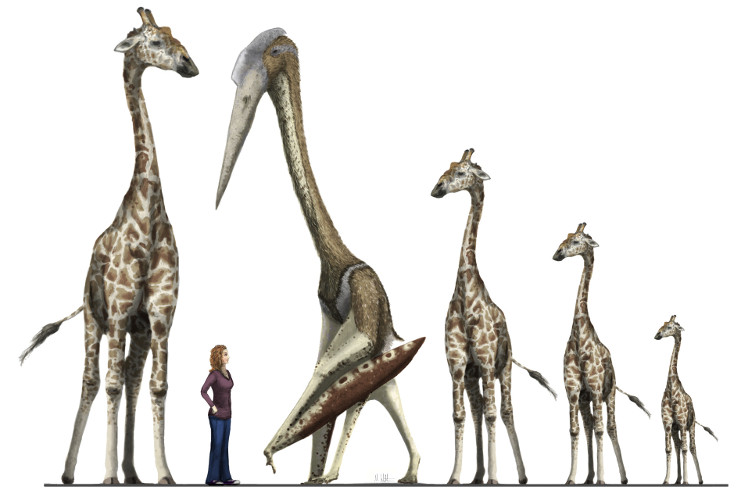Picture 3 of Life of dinosaurs so far without extinction