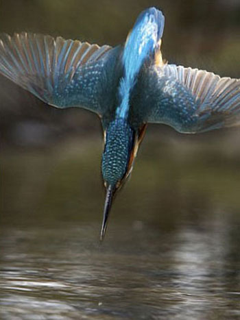 Picture 1 of Life of kingfisher family