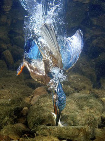 Picture 2 of Life of kingfisher family