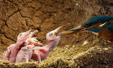 Picture 3 of Life of kingfisher family