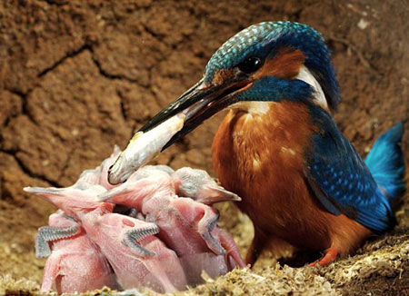 Picture 4 of Life of kingfisher family
