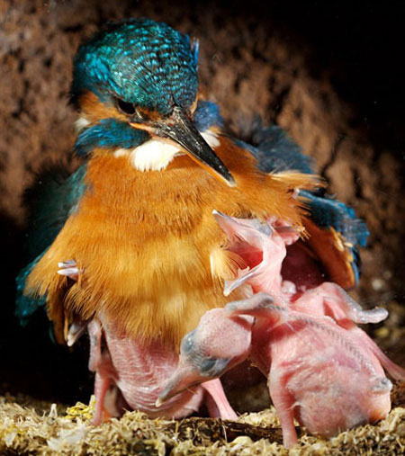 Picture 5 of Life of kingfisher family