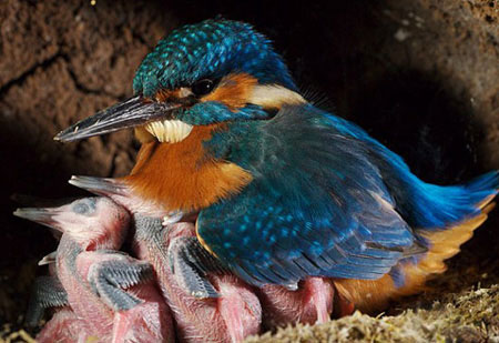 Picture 6 of Life of kingfisher family