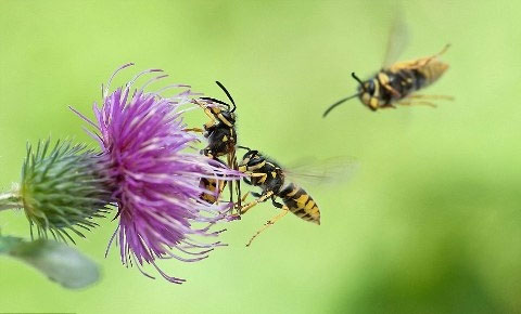 Picture 9 of Life of wasps