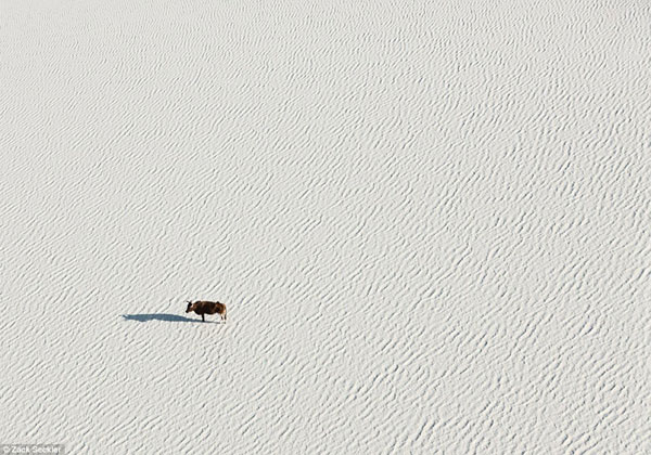 Picture 1 of Life of wildlife in the salt basin