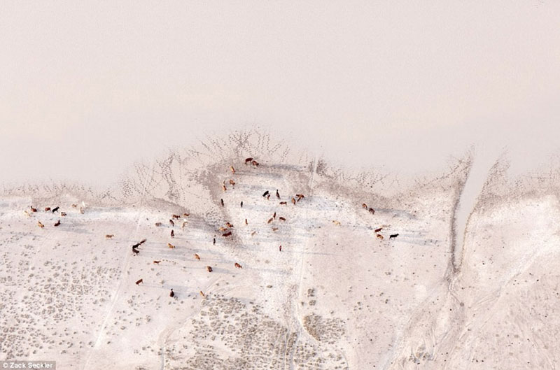 Picture 2 of Life of wildlife in the salt basin