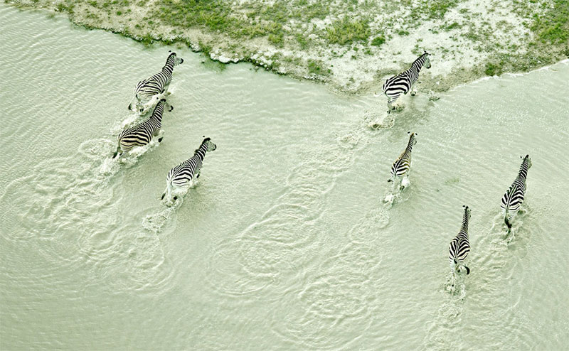 Picture 3 of Life of wildlife in the salt basin