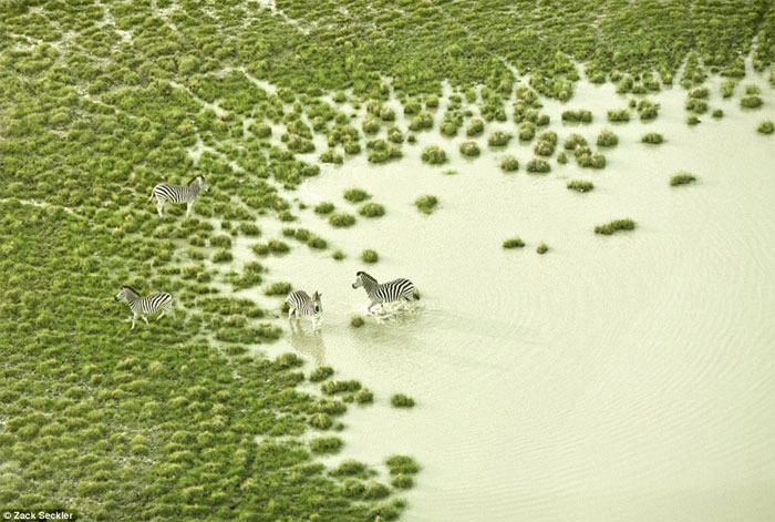 Picture 5 of Life of wildlife in the salt basin