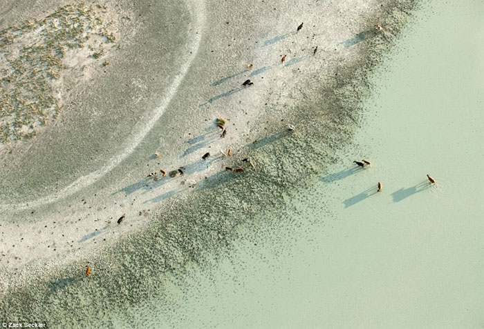 Picture 8 of Life of wildlife in the salt basin