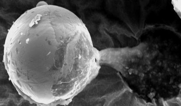 Picture 2 of Life on Earth can come from the universe