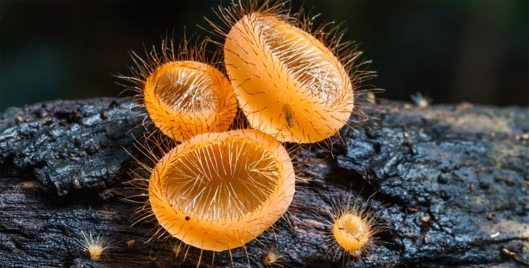 Picture 1 of Life on Earth may not have happened without this creature