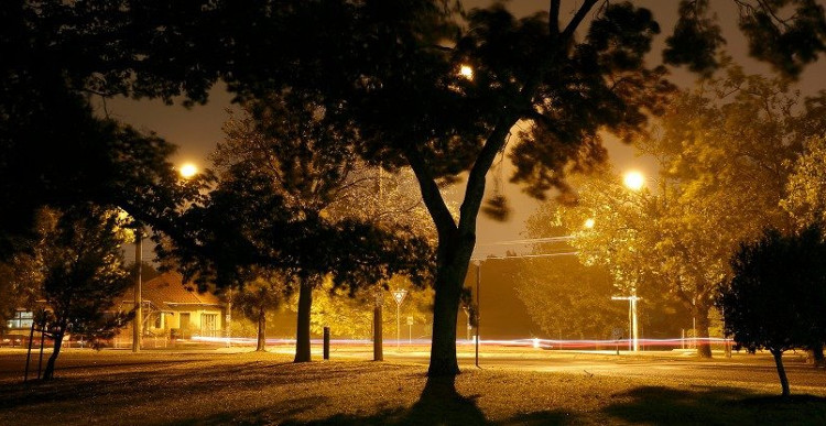 Picture 1 of Light pollution can cause spring to arrive 1 week early