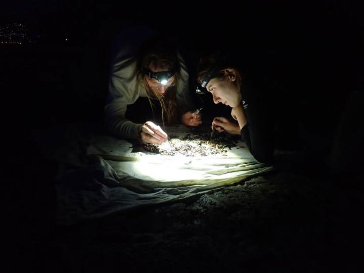 Picture 1 of Light pollution reduces the number of insects