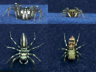 Picture 2 of Light stimulates sexual desire in spiders