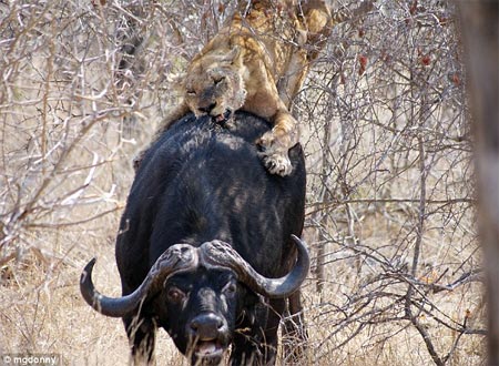 Picture 2 of Lion attacked water buffaloes in the middle of the street