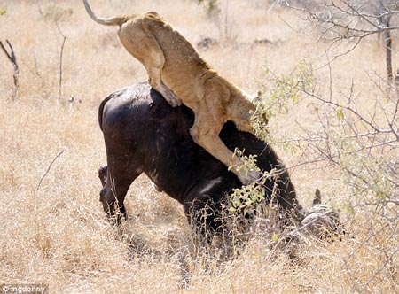 Picture 3 of Lion attacked water buffaloes in the middle of the street