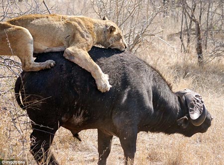 Picture 4 of Lion attacked water buffaloes in the middle of the street
