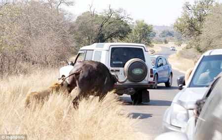 Picture 5 of Lion attacked water buffaloes in the middle of the street