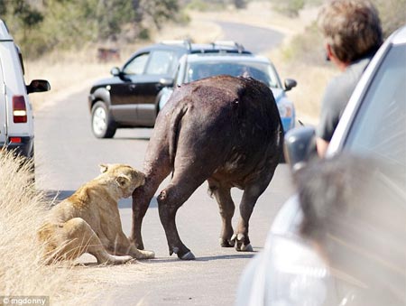 Picture 6 of Lion attacked water buffaloes in the middle of the street