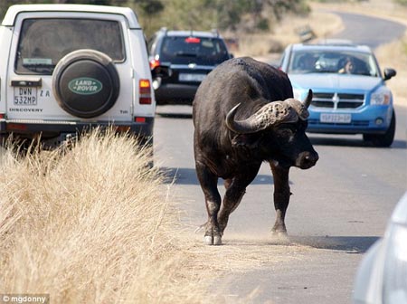 Picture 7 of Lion attacked water buffaloes in the middle of the street
