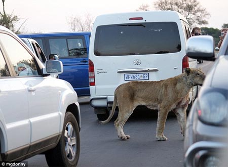 Picture 8 of Lion attacked water buffaloes in the middle of the street