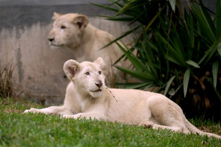 Picture 1 of Lion mutated white fur at Peru zoo