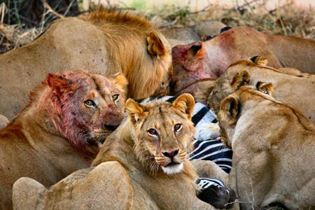 Picture 2 of Lions can become extinct because of lack of food