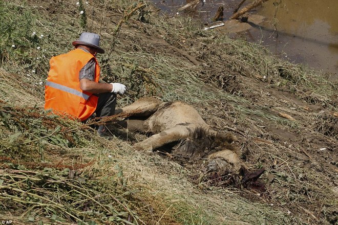 Picture 7 of Lions, tigers escape from the zoo after the great flood