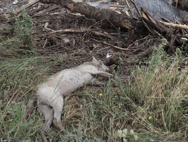 Picture 8 of Lions, tigers escape from the zoo after the great flood