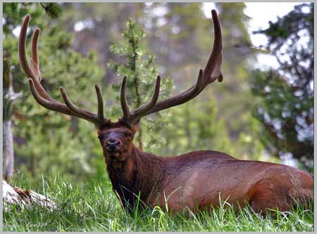 Picture 10 of List of 14 most dangerous invasive species in the world