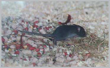 Picture 12 of List of 14 most dangerous invasive species in the world