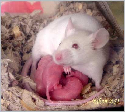 Picture 6 of List of 14 most dangerous invasive species in the world